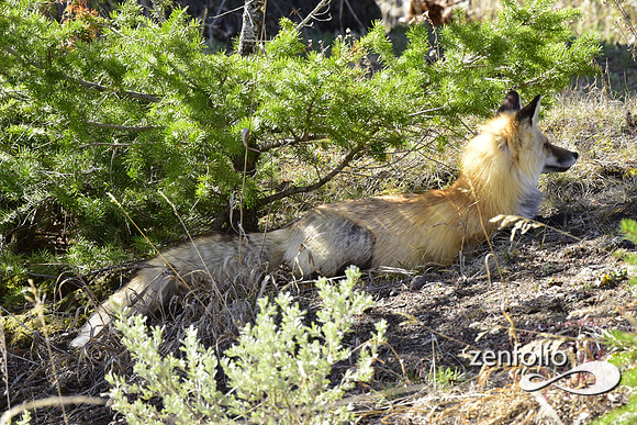 red fox