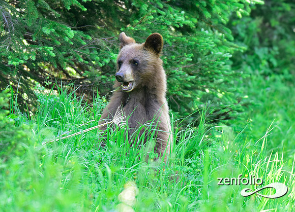 cinnamon black bear (5)