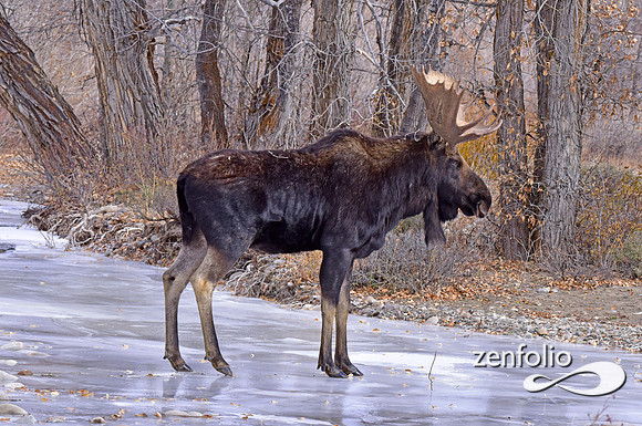 bull moose (151)