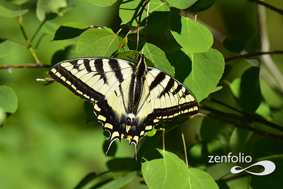 tiger swalllowtail butterfly