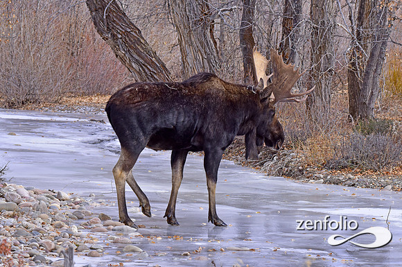 bull moose (141)