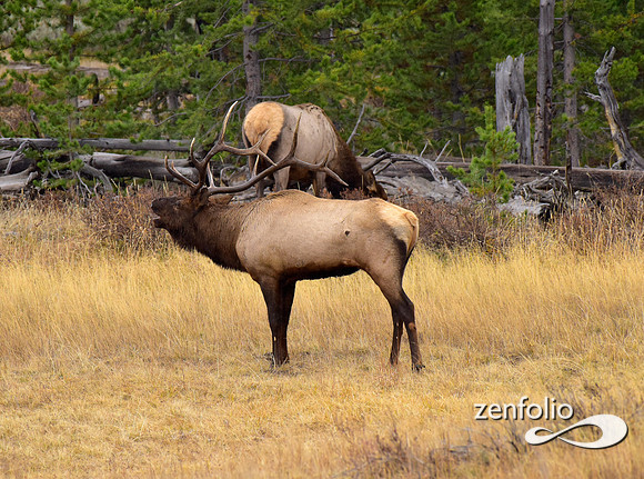 big bull elk (14)