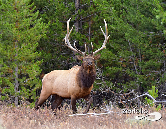 big bull elk (28)