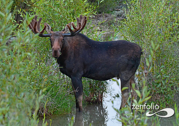 bull moose near sunset (3)