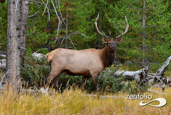 bull elk (18)