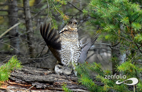 ruffed grouse (15)