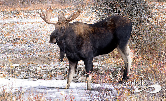 bull moose (166)