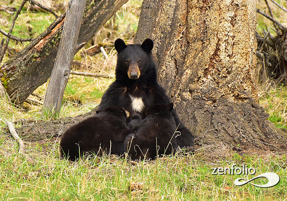 black bears (9)
