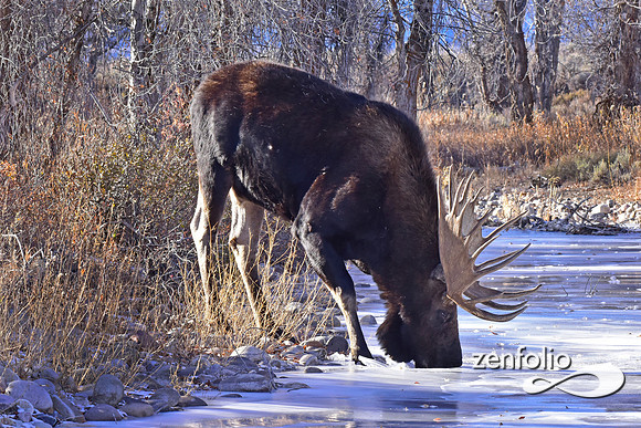 bull moose (66)