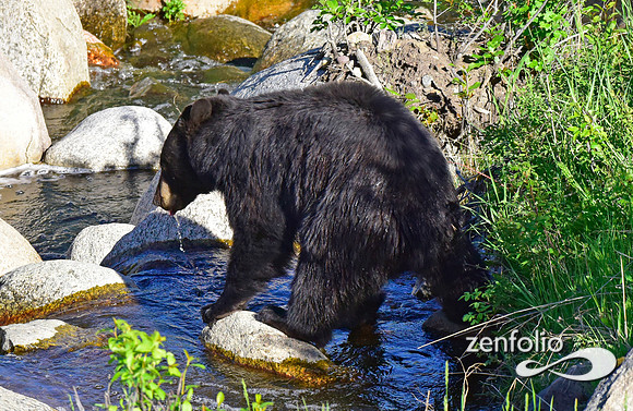 thirsty black bear