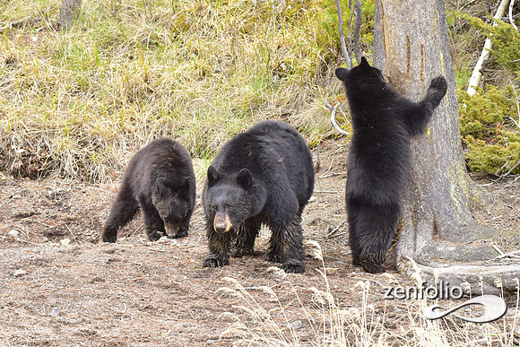 black bears (4)