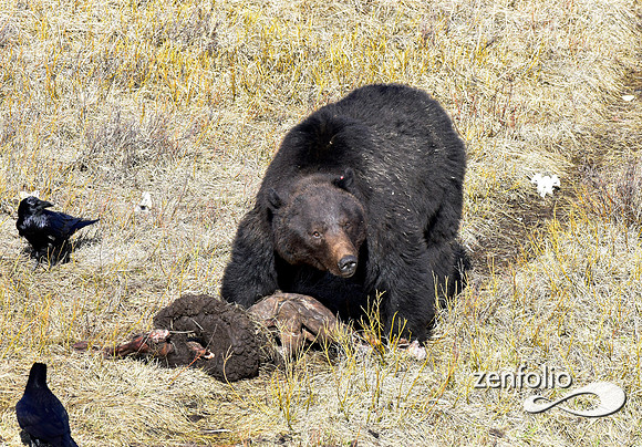 grizzly images 2017 (47)