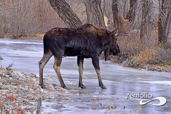 bull moose (138)