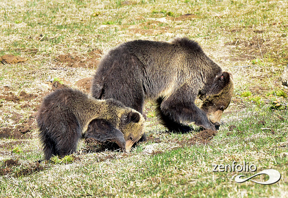 grizzly with yearling cub (1)