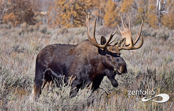 bull moose (22)