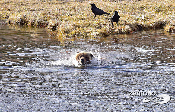 blacktail grizzly,spring 2017 (166)