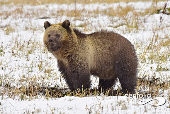 young grizzly bear (6)