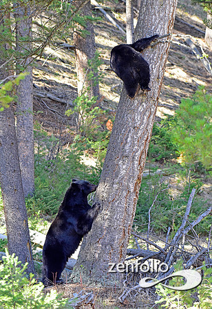 bear standoff