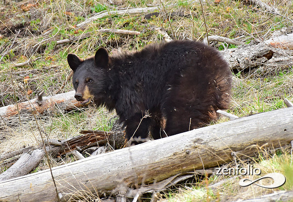 calcite spring black bears (56)