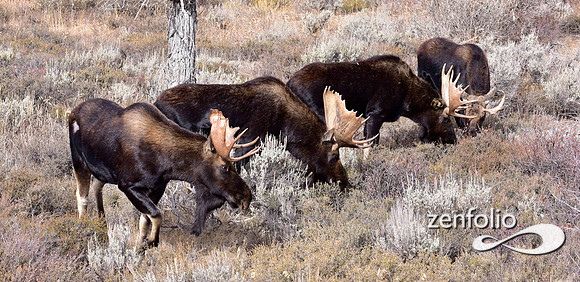 bull moose (202)