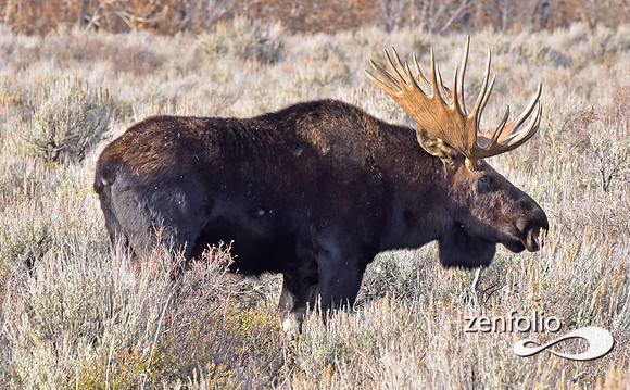 bull moose (31)