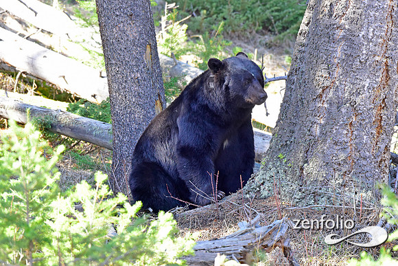 male black bear