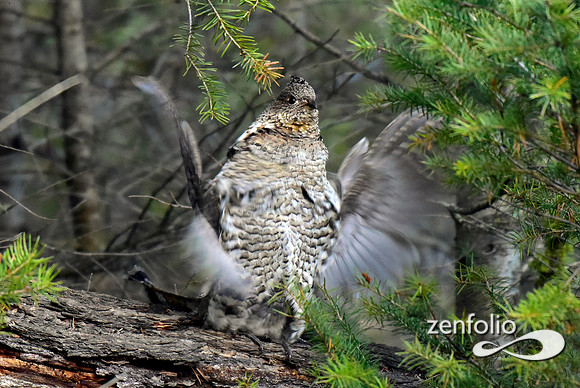 ruffed grouse (1)
