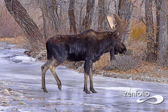bull moose (147)