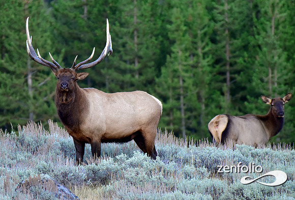 rutting bull elk (11)