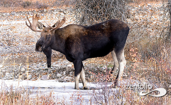 bull moose (164)