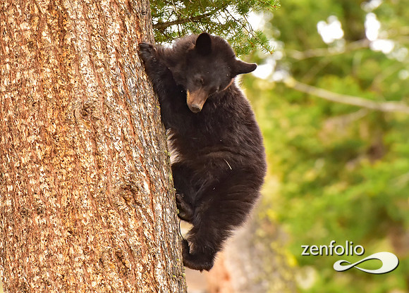 black bears (37)