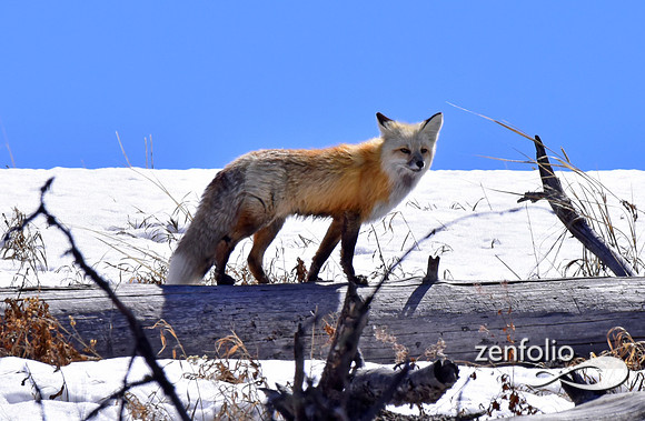 red fox (18)