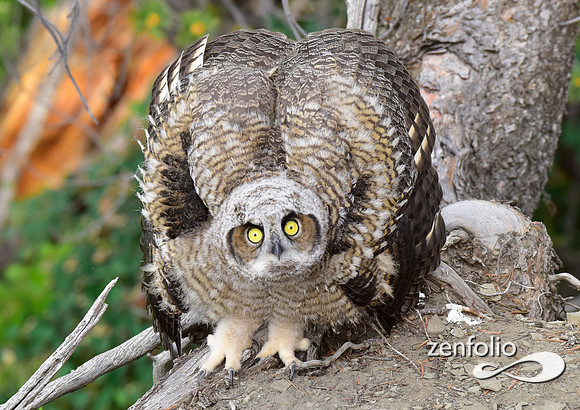 great horned owls