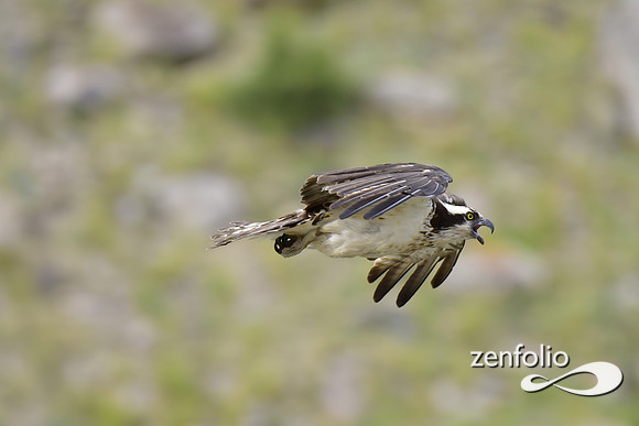 osprey in flight