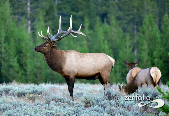 rutting bull elk (3)