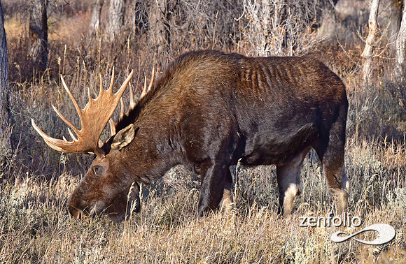 bull moose (78)