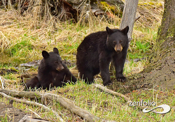 black bears (7)