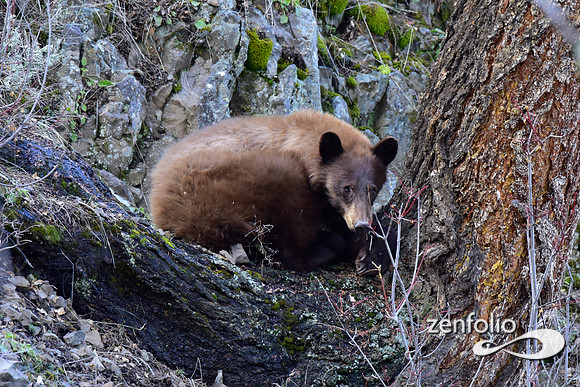 sleepy bear (26)