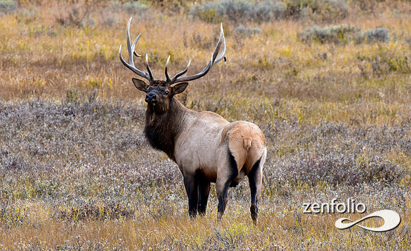 bull elk (16)