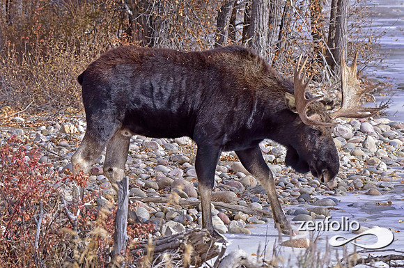 bull moose (115)
