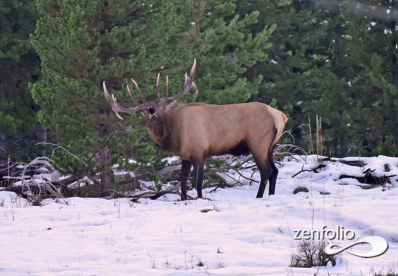 bugling elk (1)