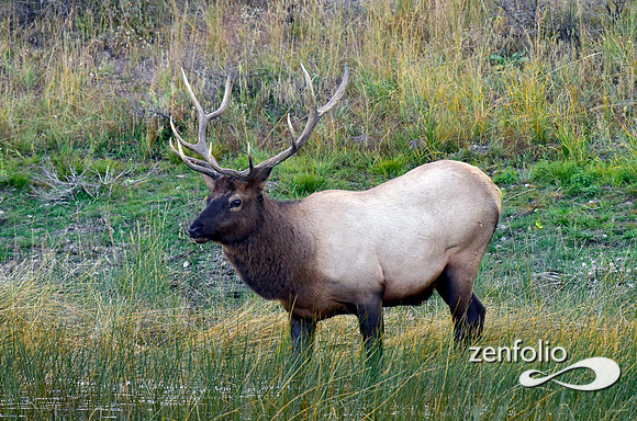 swan lake flats bull elk (10)
