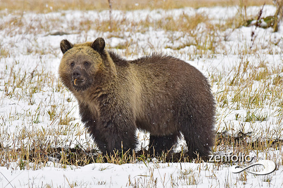 young grizzly bear (7)