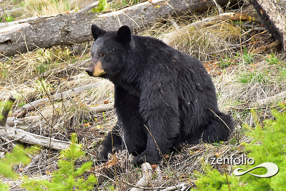 calcite spring black bears (14)