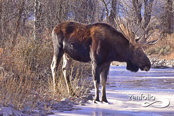 bull moose (69)