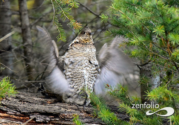 ruffed grouse (16)