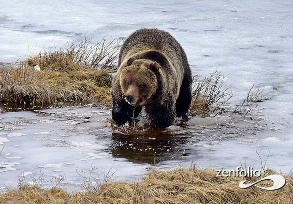 blacktail grizzly,spring 2017 (108)