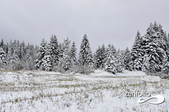 tom miner basin 2019 (15)