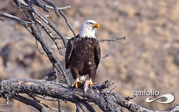 bald eagle (5)
