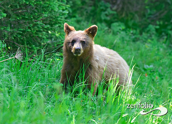 cinnamon black bear (9)